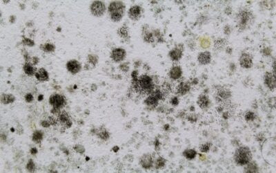 Mold 101: How to Identify Different Types of Harmful Mold