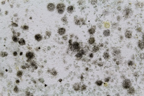 Mold 101: How to Identify Different Types of Harmful Mold