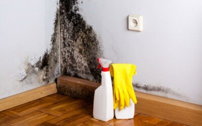 Should You Make Use of a Mold Removal Service in Arlington Heights?