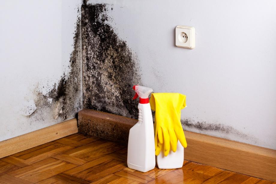 Should You Make Use of a Mold Removal Service in Arlington Heights?