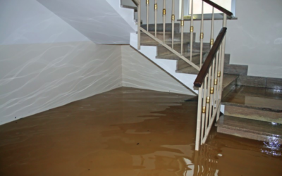 Burst Pipe or Flooded Basement? How to Prevent and Treat Mold Growth