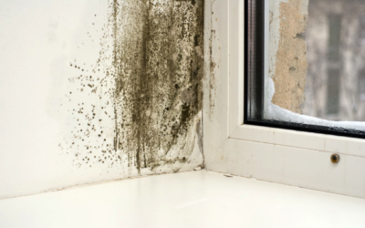 How Do I Detect Mold in My Home’s Walls?