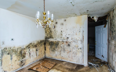 6 Vital Questions to Ask Before Hiring a Chicago Mold Removal Company