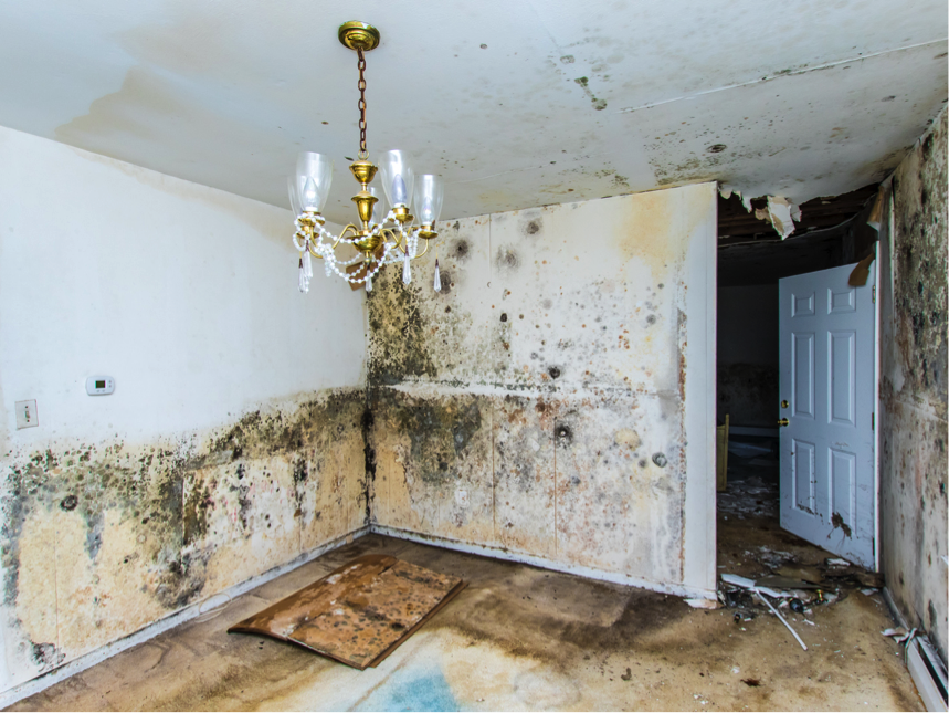 6 Vital Questions to Ask Before Hiring a Chicago Mold Removal Company