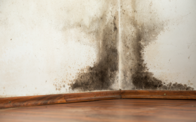 4 Reasons for Mold Testing and Mold Removal in Schaumburg, Illinois