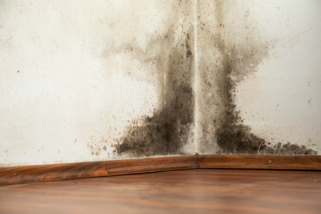 4 Reasons for Mold Testing and Mold Removal in Schaumburg, Illinois