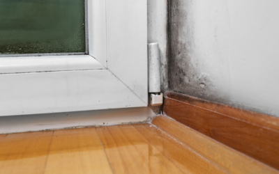 Tips for Preventing Mold Growth in Your Mount Prospect Home