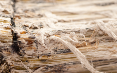 Asbestos Removal in Bedford Park, Illinois: Understanding Mesothelioma