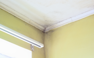 How to Prevent Mold from Growing in Your Home