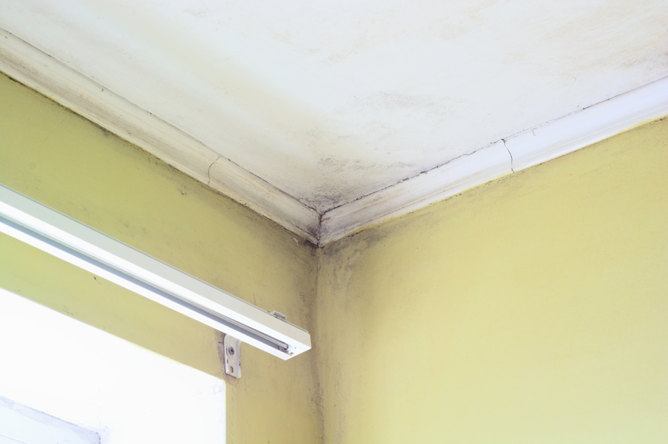 How to Prevent Mold from Growing in Your Home