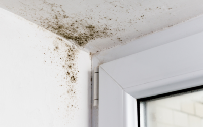 Understand the Basics of Mold and its Removal from Your Park Ridge Home