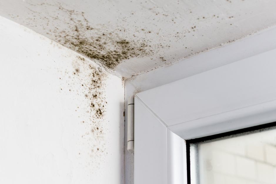 Understand the Basics of Mold and its Removal from Your Park Ridge Home