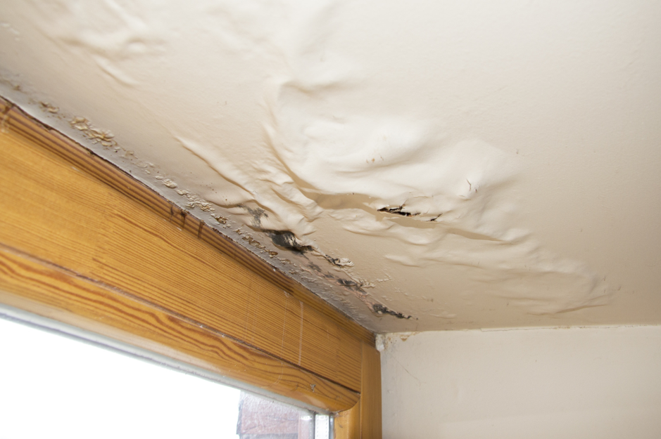 Five Steps to Follow for Mold Remediation in Long Grove