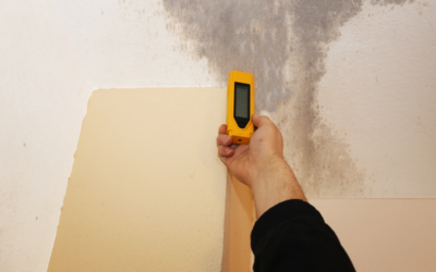 Basic Steps Involved During Mold Remediation in Berwyn