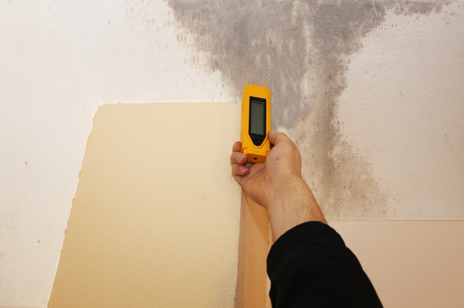 Basic Steps Involved During Mold Remediation in Berwyn
