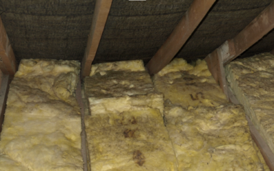 How to Detect and Eliminate Mold from Your Attic in Des Plaines: Tips from a Des Plaines Mold Testing and Mold Removal Company