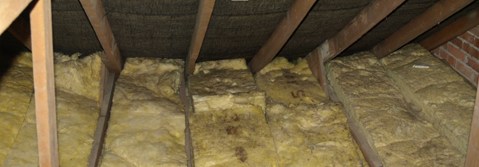 How to Detect and Eliminate Mold from Your Attic in Des Plaines: Tips from a Des Plaines Mold Testing and Mold Removal Company