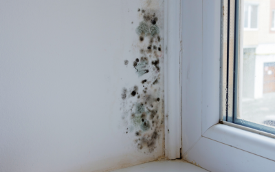 How to Prevent Cold Room Mold in Lincolnshire; Tips from a Lincolnshire Mold Removal Company