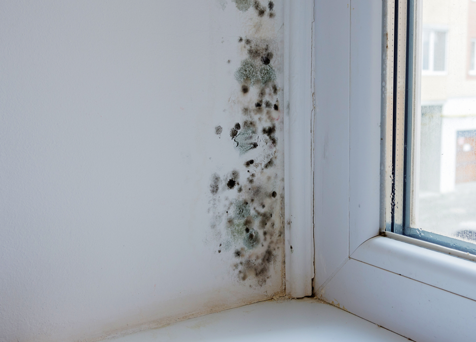 How to Prevent Cold Room Mold in Lincolnshire; Tips from a Lincolnshire Mold Removal Company