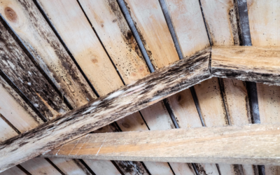 Four Steps to Attic Mold Removal in Schaumburg; Insights from a Schaumburg Mold testing and Mold Removal Company