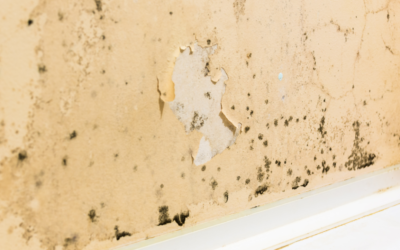 Tips from a Schaumburg Mold Testing and Mold Removal Company: How to Tackle Mold Growth in Your Bathroom in Schaumburg