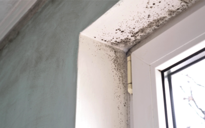 Why Is Mold So Dangerous? Insights from an Arlington Heights Mold Testing and Removal Company