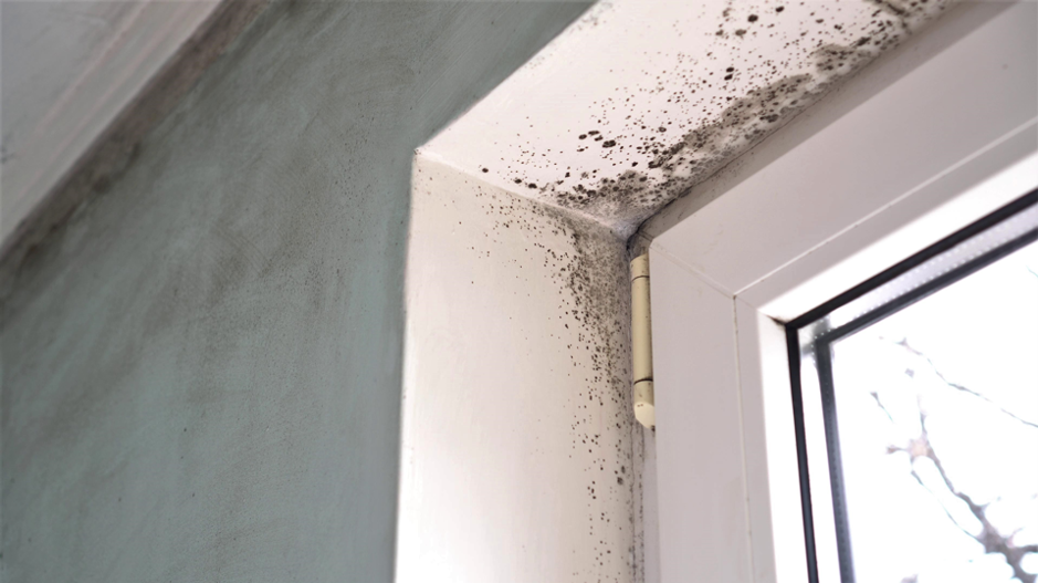 Why Is Mold So Dangerous? Insights from an Arlington Heights Mold Testing and Removal Company