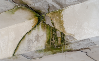 Seven Ways to Prevent Mold Growth in Your Basement; Insight from a Hoffman Estates Mold Removal Company