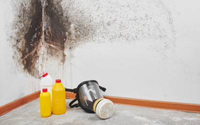 Five Signs That You Need Mold Remediation: Insights from a Des Plaines Mold Removal Company
