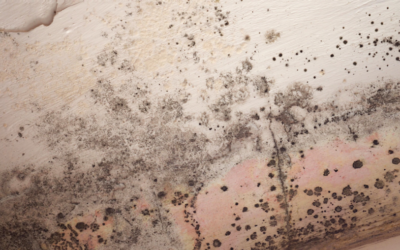 Reasons Why You Shouldn’t Use Bleach to Clean Mold; Insights from an Inverness Mold Removal Company