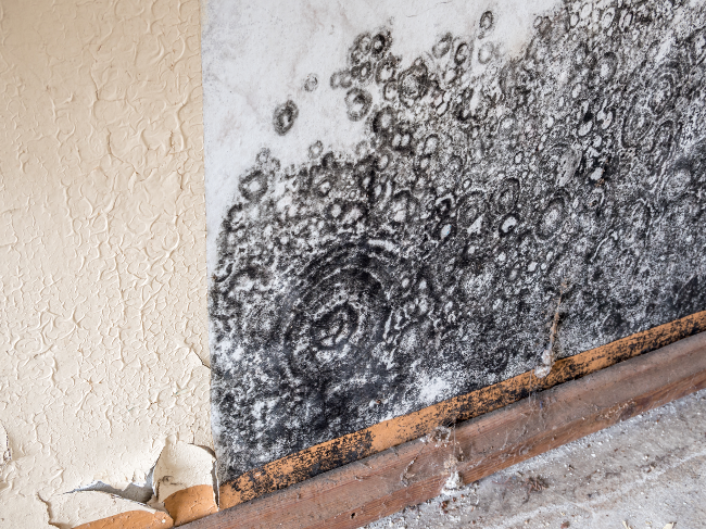 How to Improve Indoor Air Quality at Home for a Healthy Lifestyle: Insights from a Lake Zurich Mold Testing and Mold Removal Company