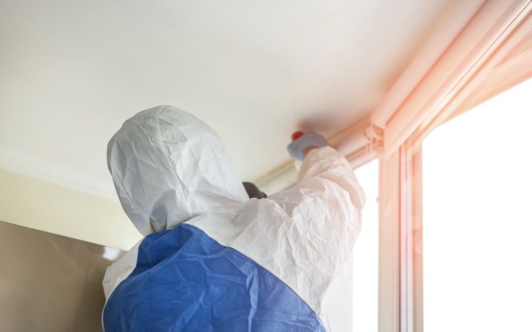 What to Do If You Find Mold in the Property You are Renting: Insights from a Chicago, Illinois Mold Removal Company