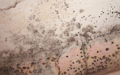 Seven Ways to Prevent Mold in a Basement: Insights from an Arlington Heights Mold Testing and Removal Company