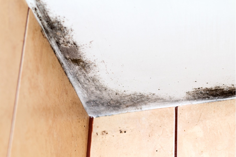 When Should You Hire a Professional to Remove Bathroom Mold? Insights from a Mold Removal Company in Hoffman Estates, Illinois