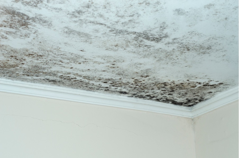 Eight Common Causes of Mold in Your Home: Insights from a Mold Testing and Removal Company in Des Plaines, Illinois