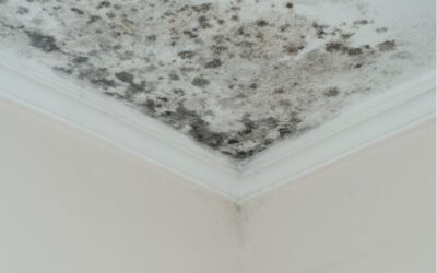 The Disadvantages of Using Household Cleaners to Remove Mold in Your Home: Insights from a Mold Removal Company in Mount Prospect, Illinois