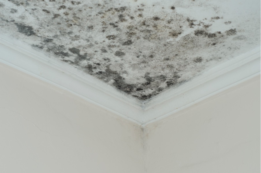 The Disadvantages of Using Household Cleaners to Remove Mold in Your Home: Insights from a Mold Removal Company in Mount Prospect, Illinois