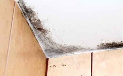How to Prevent Mold Growth in Your Bathroom: Insights from a Mold Testing and Removal Company in Wilmette, Illinois