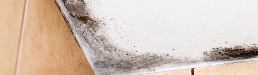 HOW TO PREVENT MOLD GROWTH IN YOUR BATHROOM: INSIGHTS FROM A MOLD TESTING AND REMOVAL COMPANY IN WILMETTE, ILLINOIS