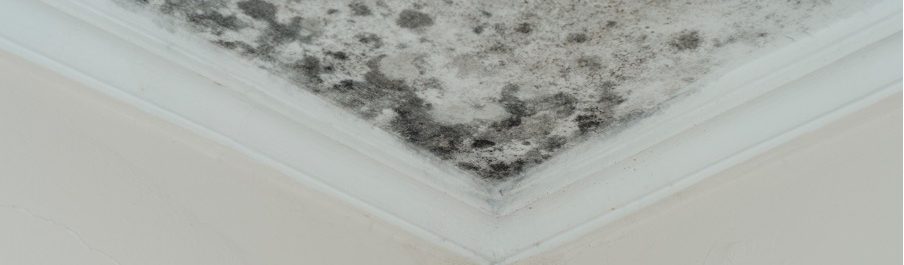 THE DISADVANTAGES OF USING HOUSEHOLD CLEANERS TO REMOVE MOLD IN YOUR HOME: INSIGHTS FROM A MOLD REMOVAL COMPANY IN MOUNT PROSPECT, ILLINOIS