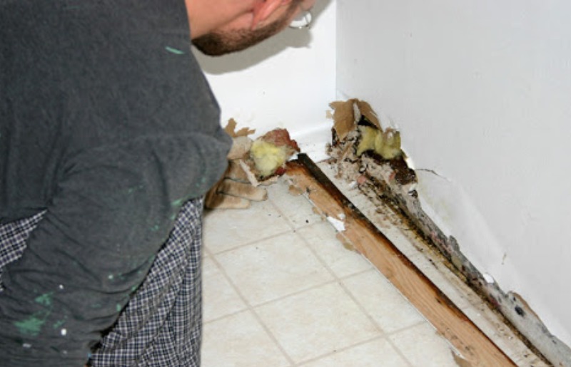 Residential Mold Remediation and Mold Cleanup Services in Chicagoland