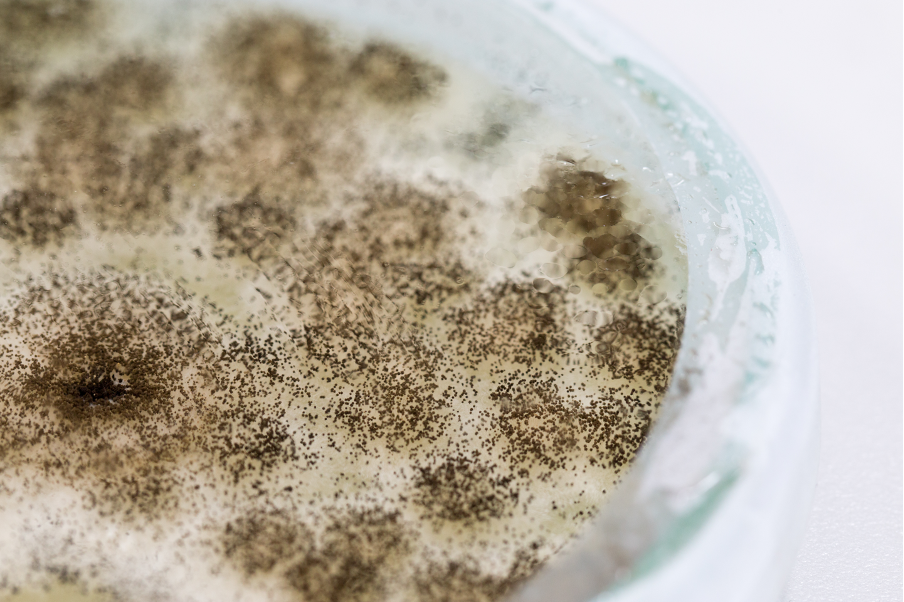 Different Types of Mold Testing Methods: Insights from a Mold Removal Company in Arlington Heights, Illinois