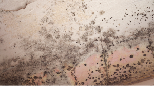 Mold removal company in Wilmette, Illinois