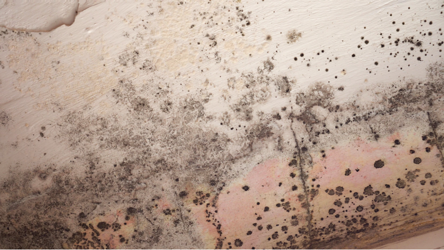 Effective Strategies for Cleaning Up Mold and Sanitizing Your Home: Insights from a Mold Removal Company in Wilmette, Illinois