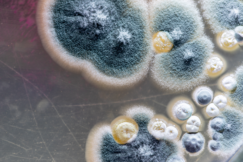 How Can You Prevent Mold Growth in Your Workplace? Insights from a Mold Testing and Removal Company in Long Grove, Illinois