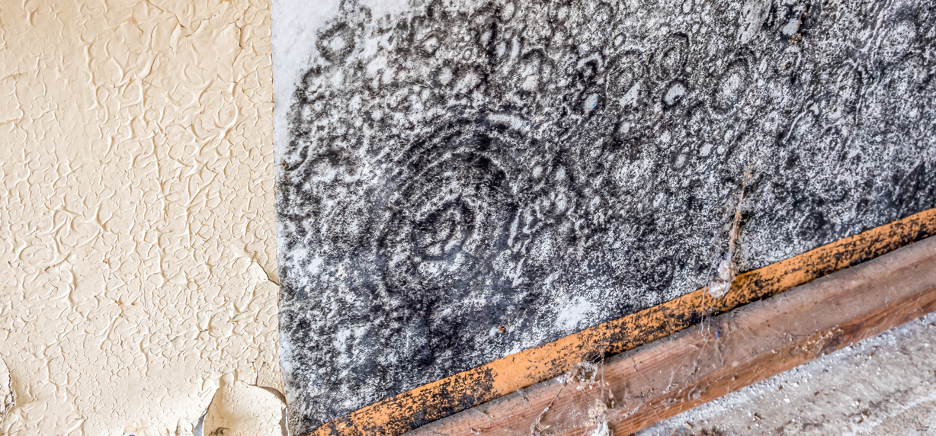 How to Tell If Mold Is Hiding in Your Home: Insights from a Mold Removal Company in Elk Grove Village, Illinois