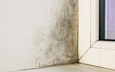 The Risks of Do-It-Yourself Mold Removal: Insights from a Mold Removal Company in Deerfield, Illinois