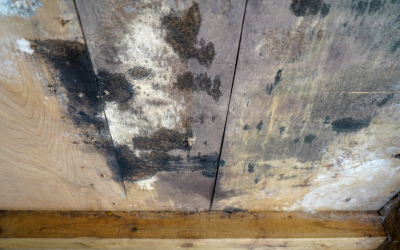 Why Does Mold Growth Tend to Be Worse During Summer? Insights from a Mold Removal Contractor in Des Plaines, Illinois