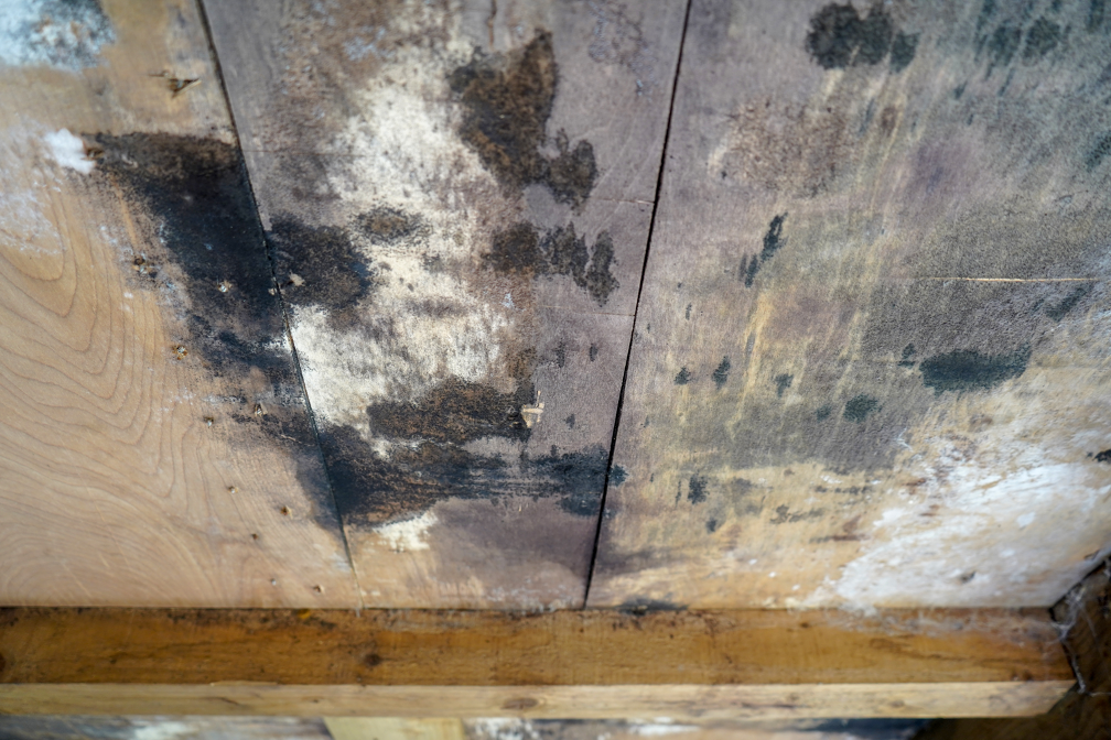 Why Does Mold Growth Tend to Be Worse During Summer? Insights from a Mold Removal Contractor in Des Plaines, Illinois