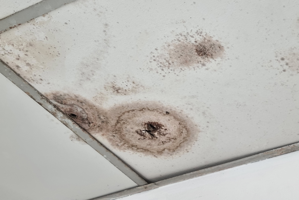 Five Types of Mold That Could Be Lurking in Your Office: Insights from a Mold Removal Contractor in Mount Prospect, Illinois